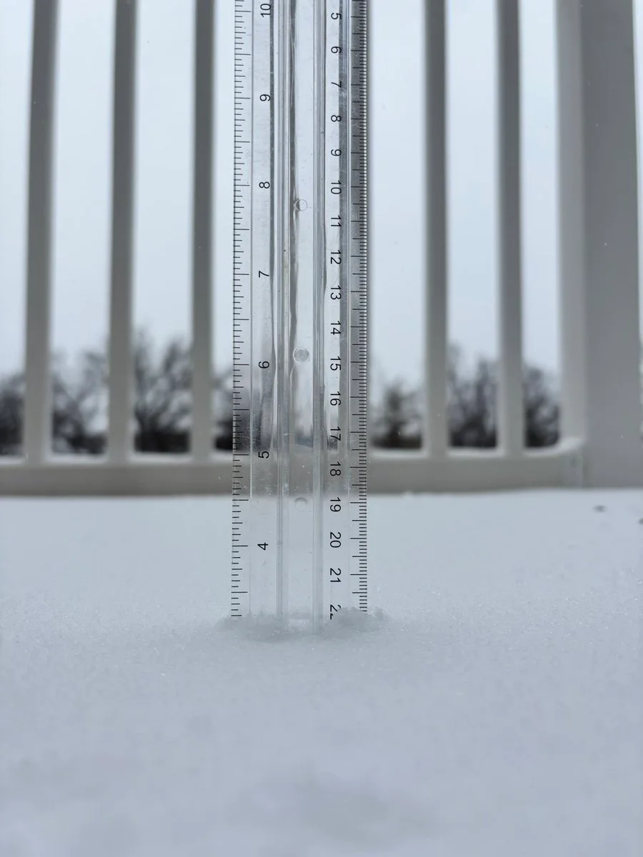 Domi Versailles lil_midgetbaddie