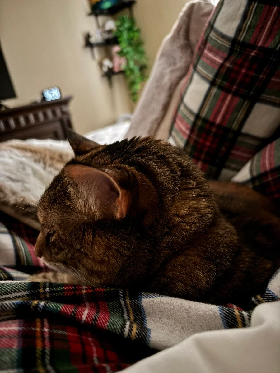 Domi Versailles @domiversailles bj