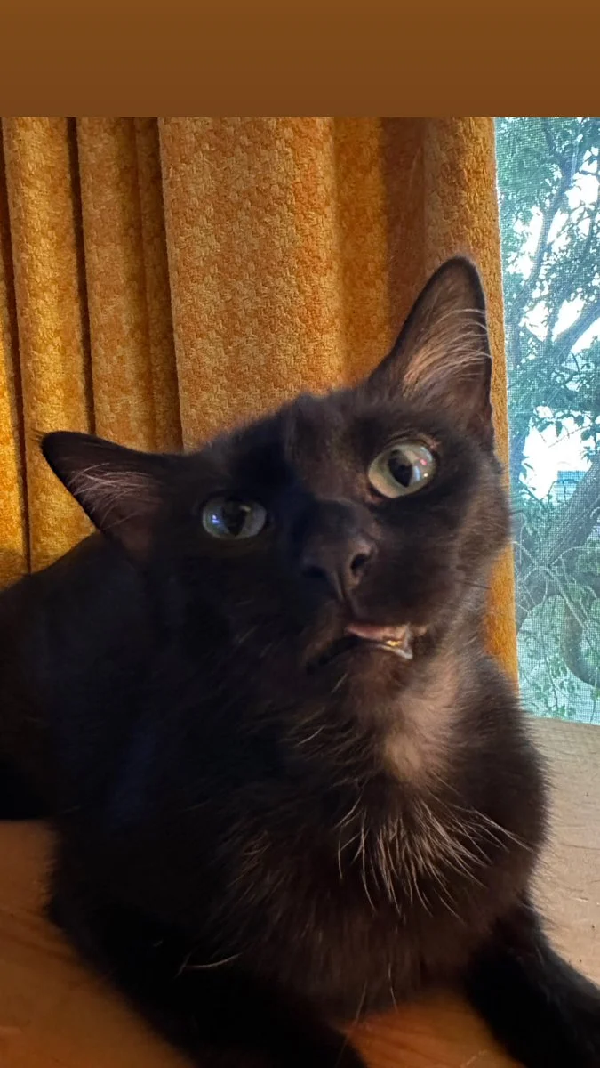 Ms_Nacke @ms_nacke six pack