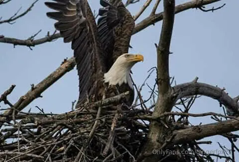 Rose @gingerfox72 nudes onlyfans