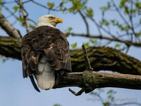 Rose @gingerfox72 forum