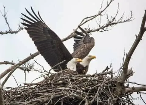 Rose @gingerfox72 nud