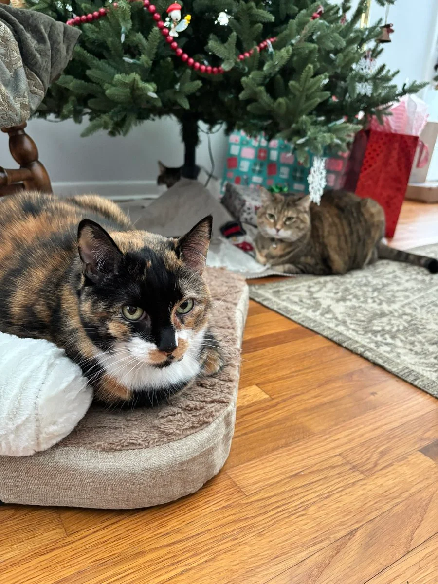 Domi Versailles nude Photo /  Porn - Photo #4