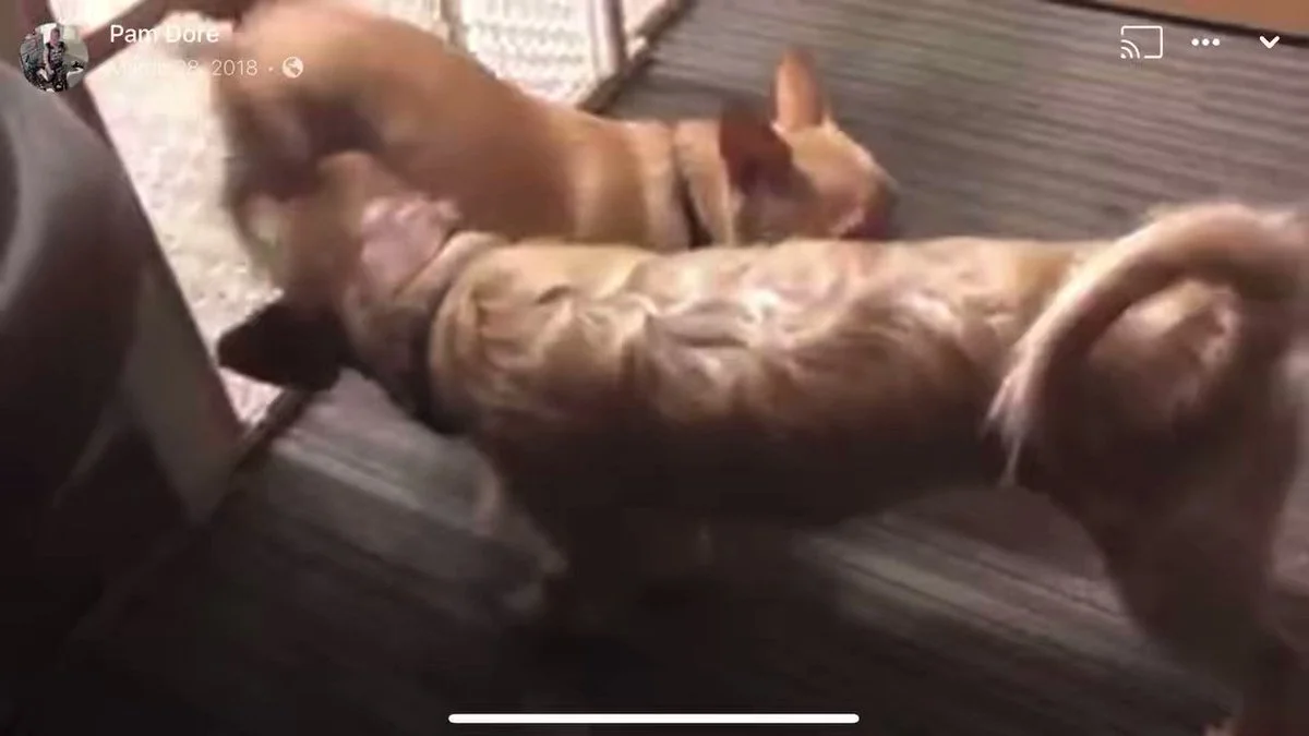 Mr Miami nude Photo /  Porn - Photo #9