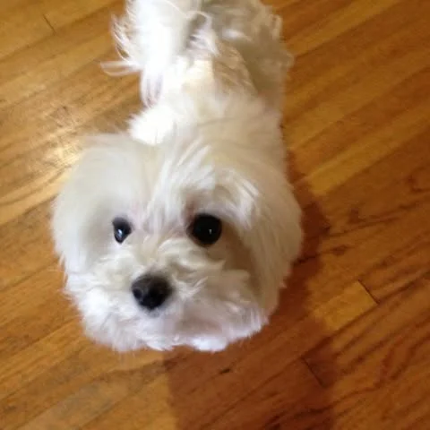 Seven_nguyen56 nude Photo /  Porn - Photo #5