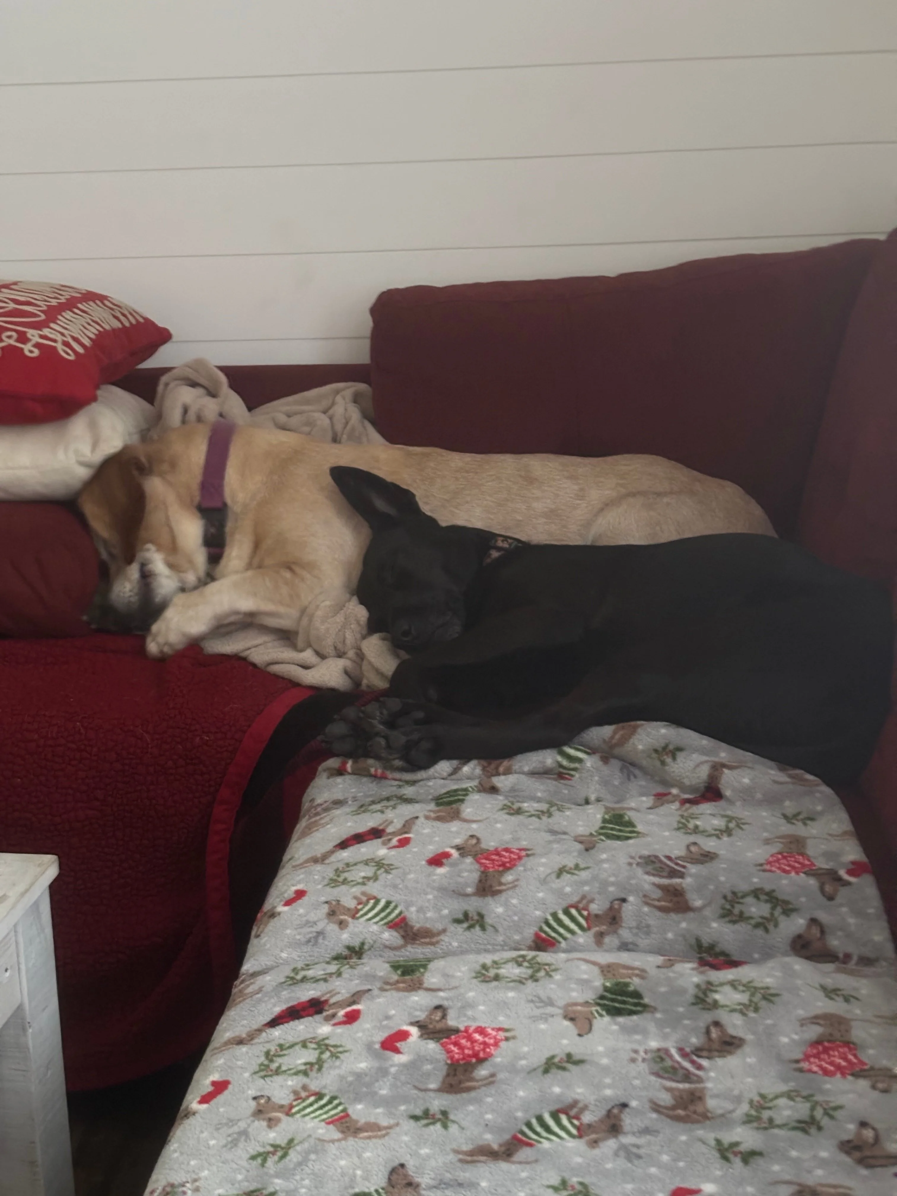 Lilrosiedoll nude in euphoria