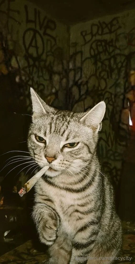 Stacy City @stacycity is republican