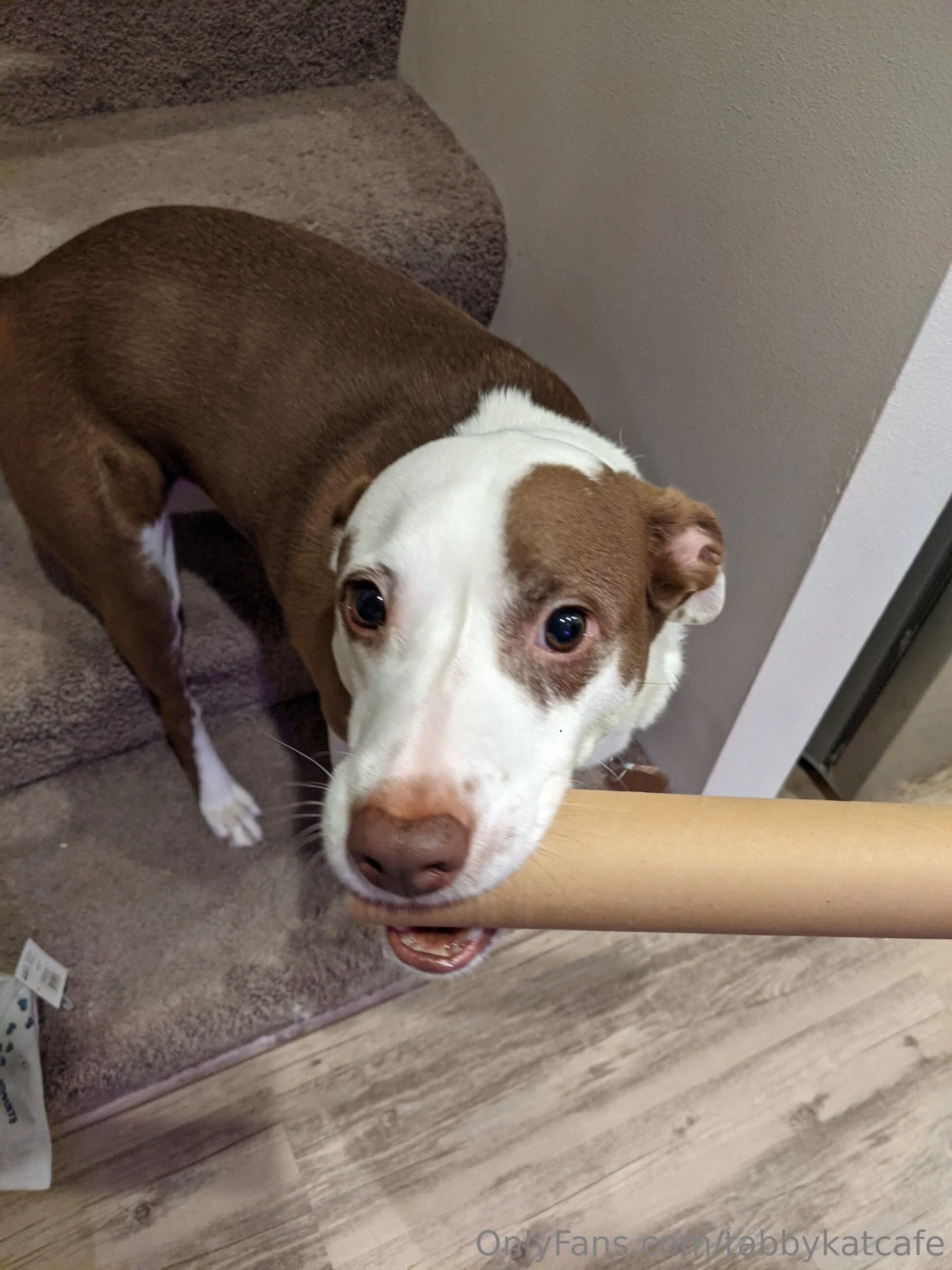 Tabby Kat welcome to the party