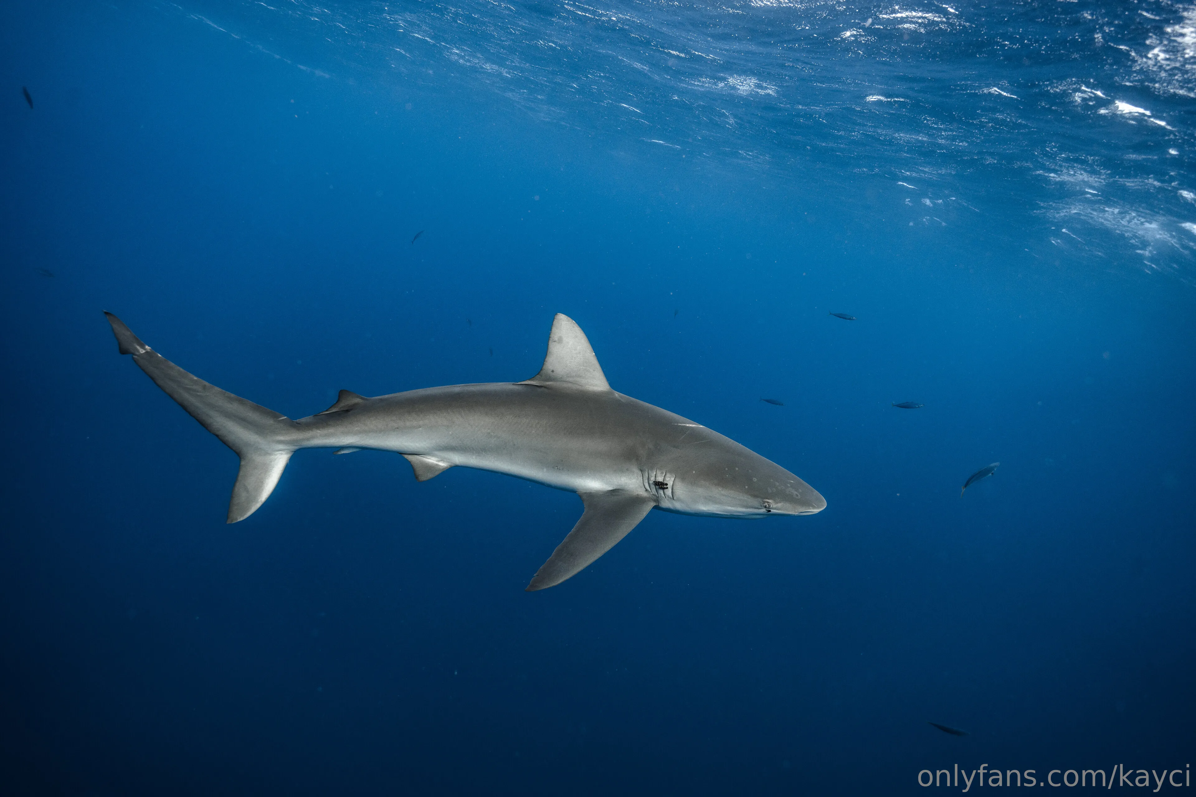 K A Y C I 🩷 K A Y L A N I @kayci instagram