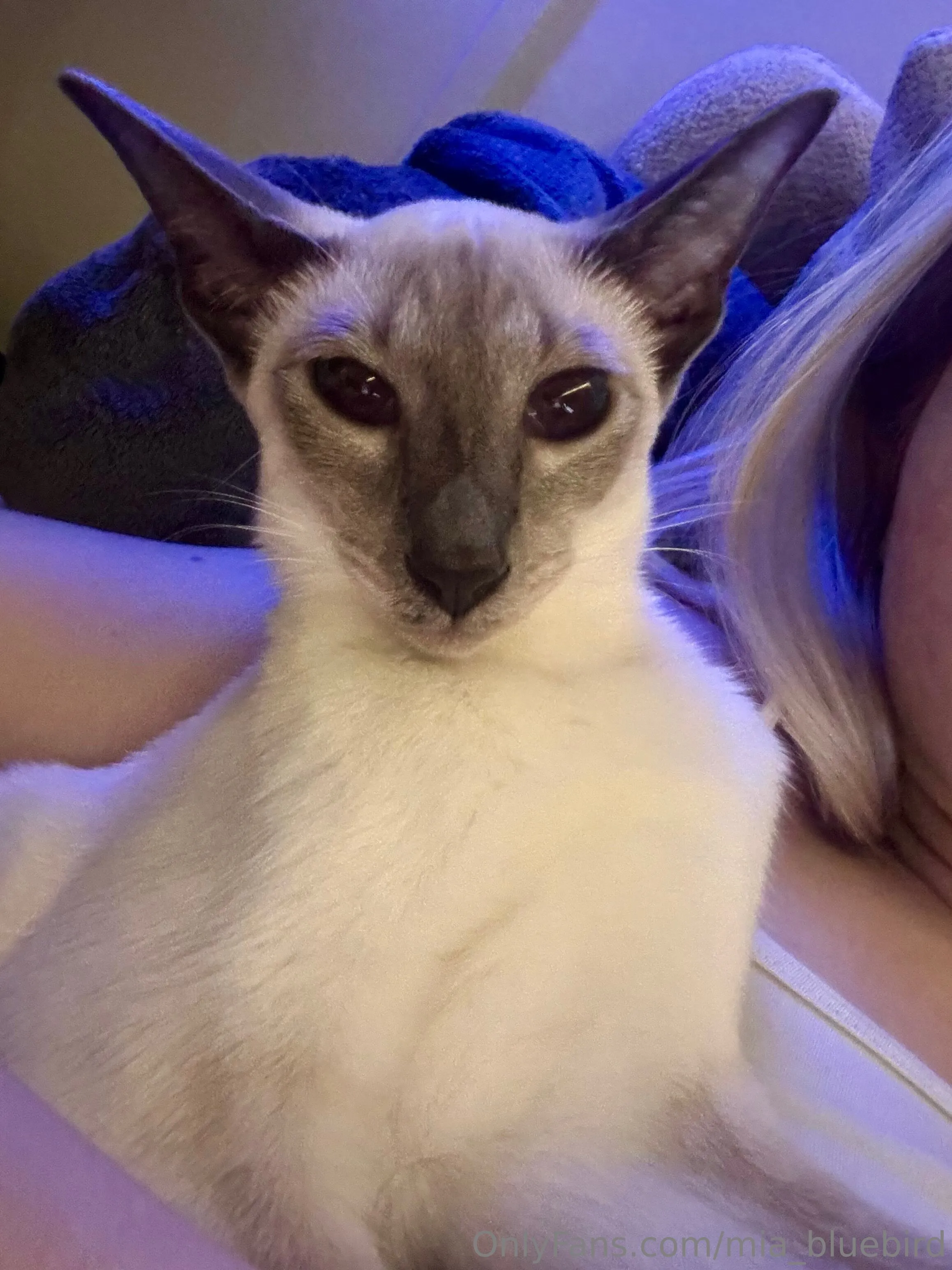 Mia 🤍🎱 Bluebird @mia_bluebird links