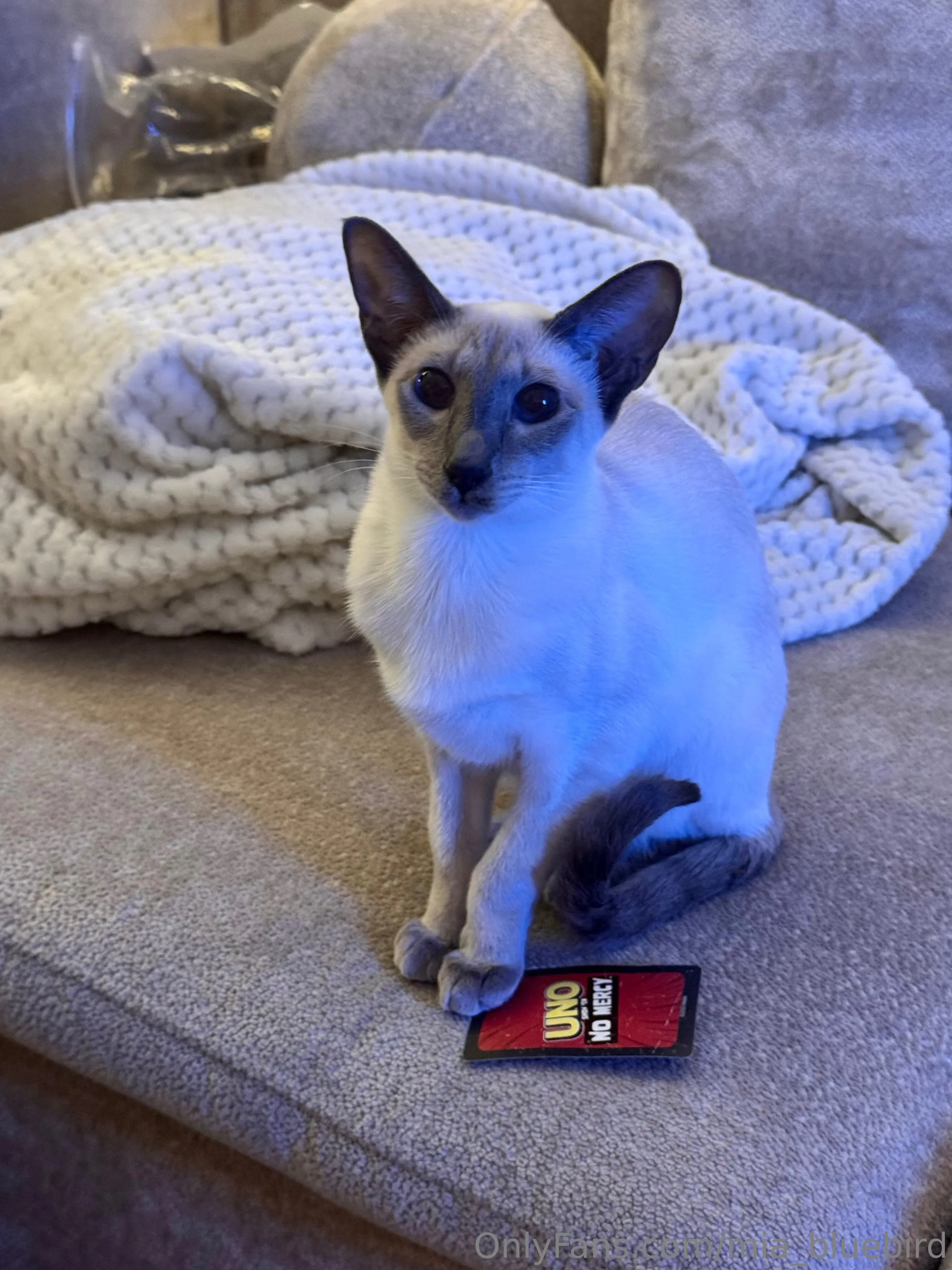 Mia 🤍🎱 Bluebird free porn