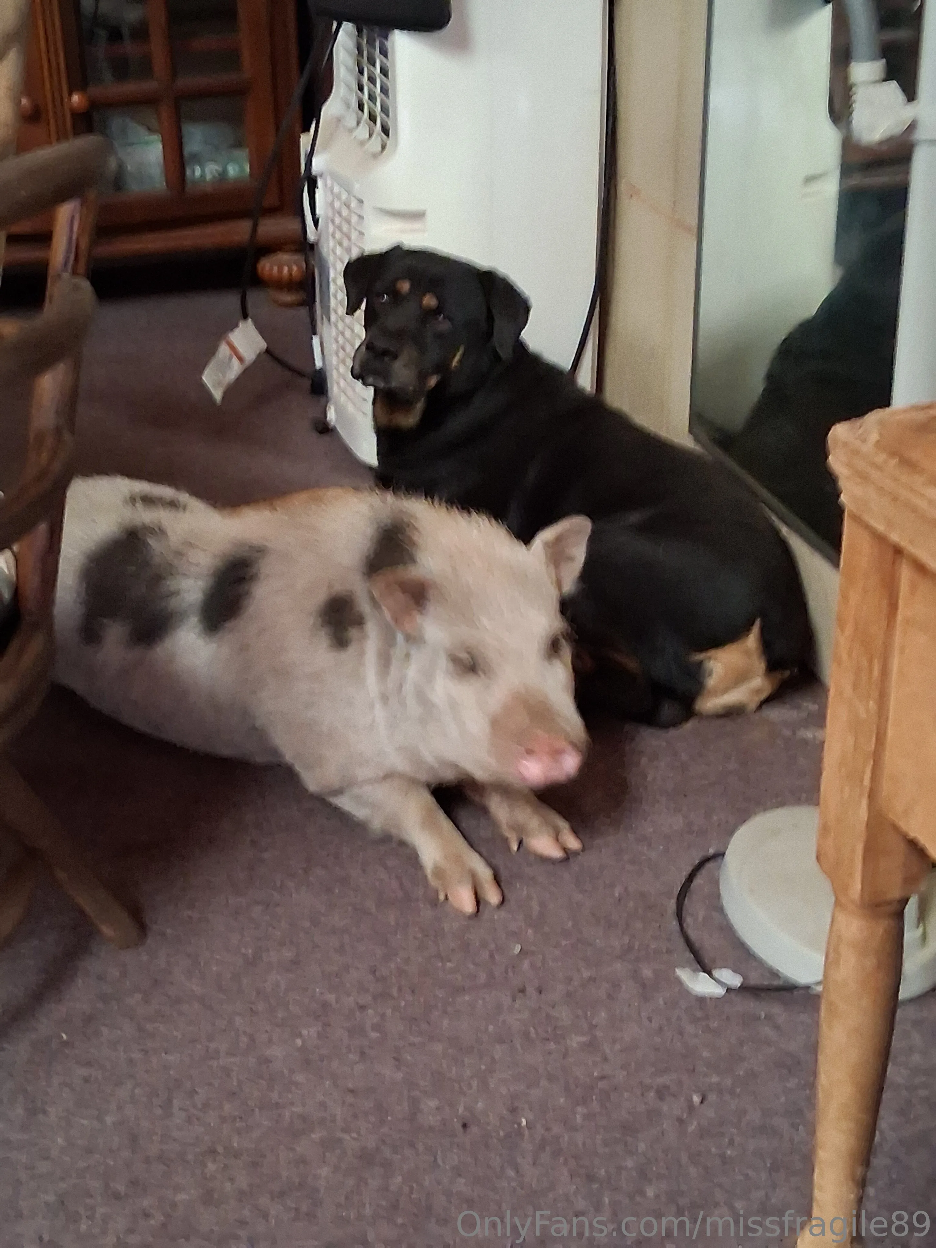 💦💦Miss Fragile💦💦 @missfragile89 pornstar