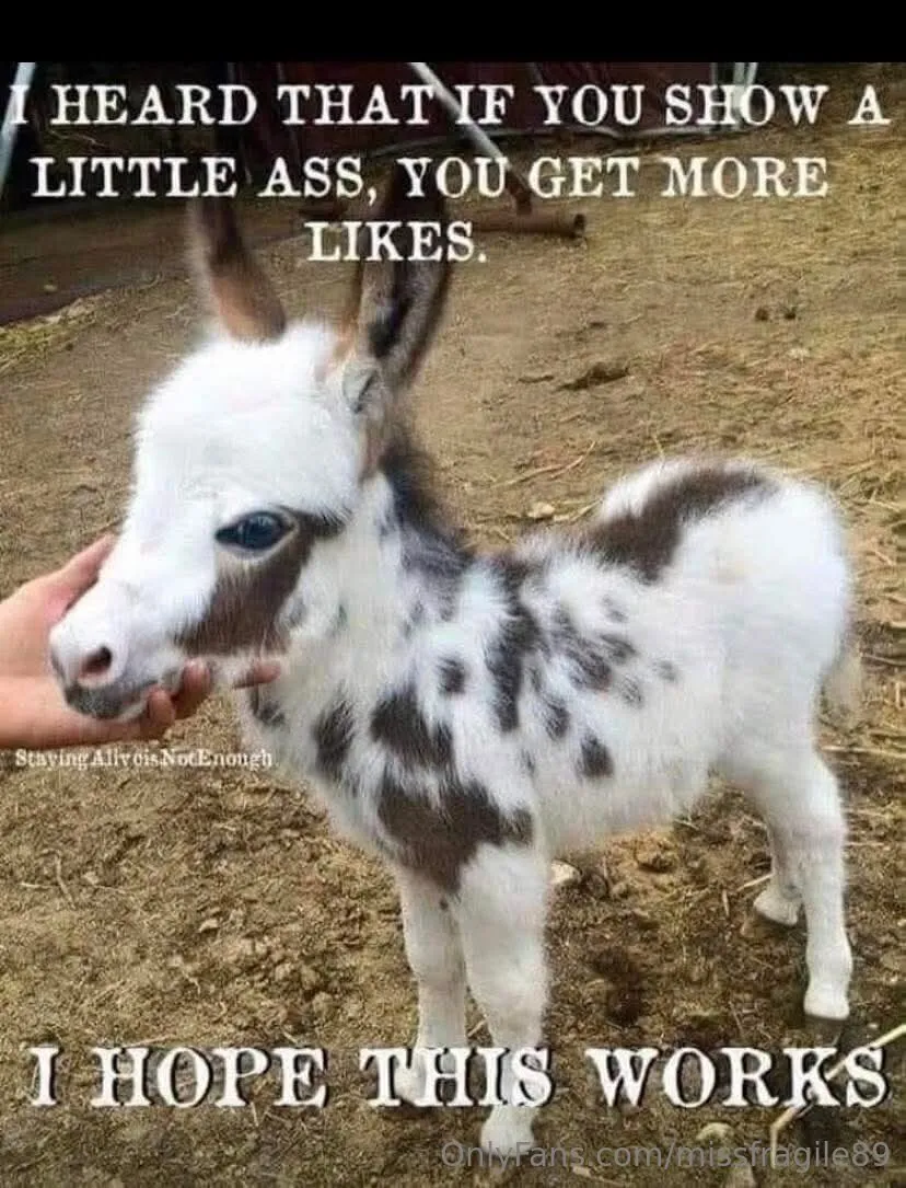 💦💦Miss Fragile💦💦 id card