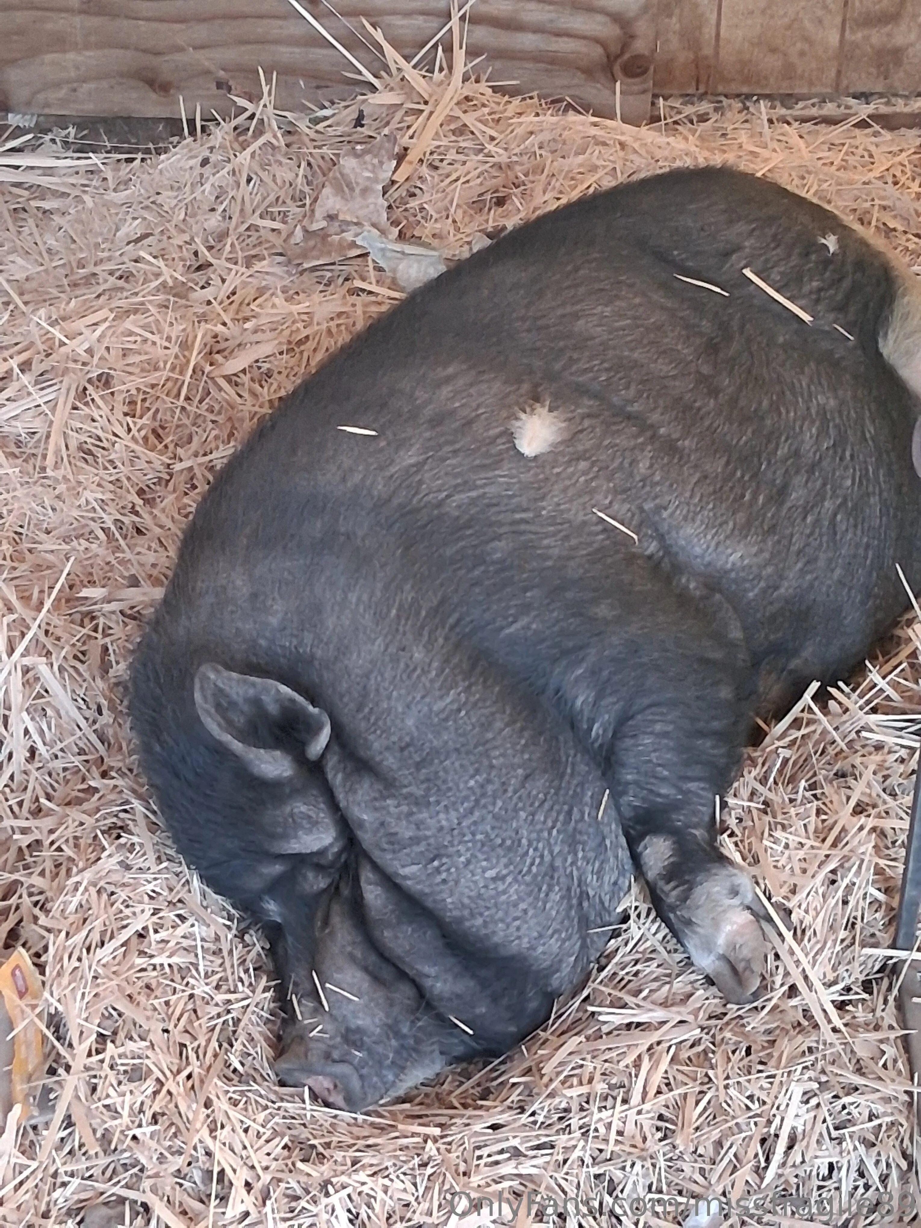 💦💦Miss Fragile💦💦 one piece