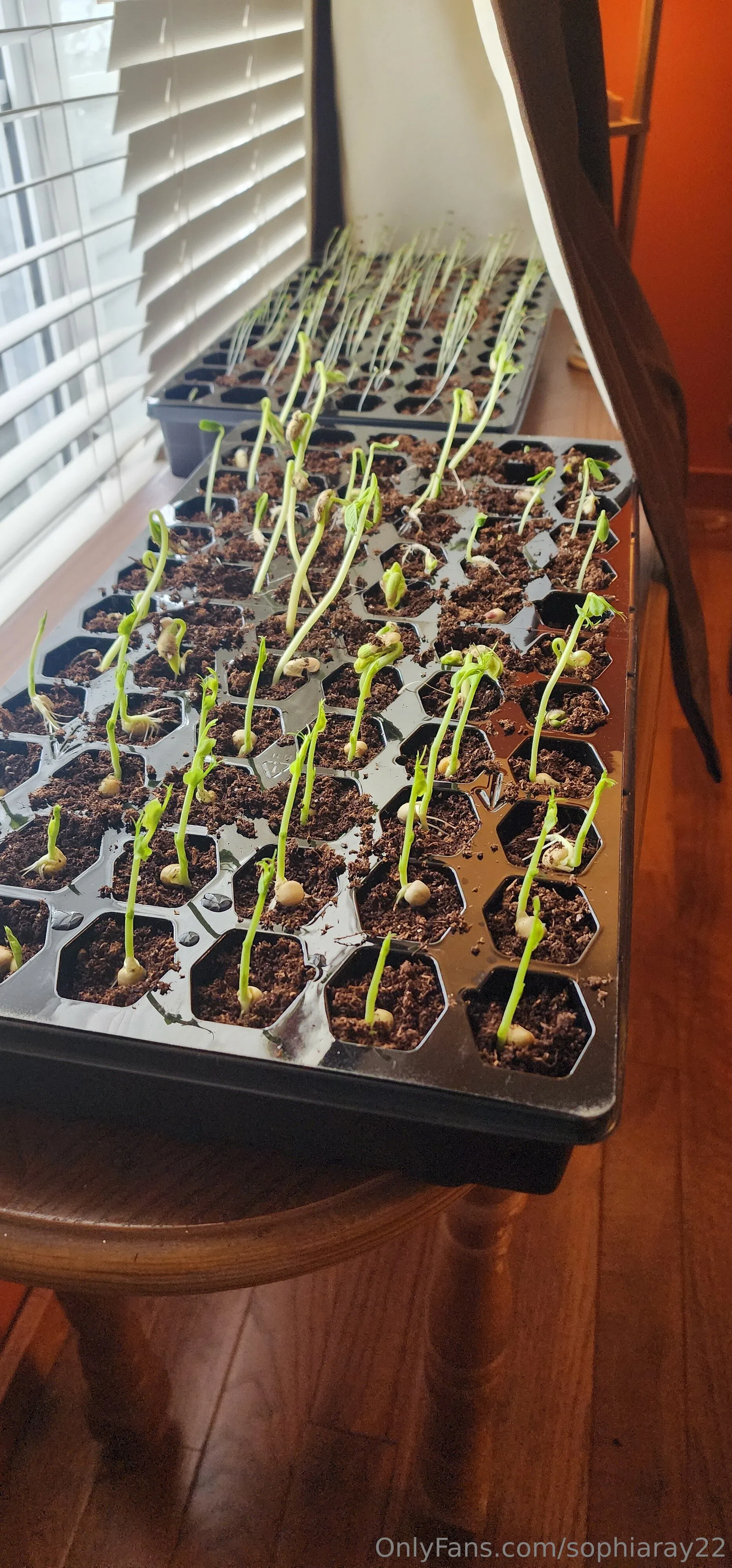 Sophia Ray real name