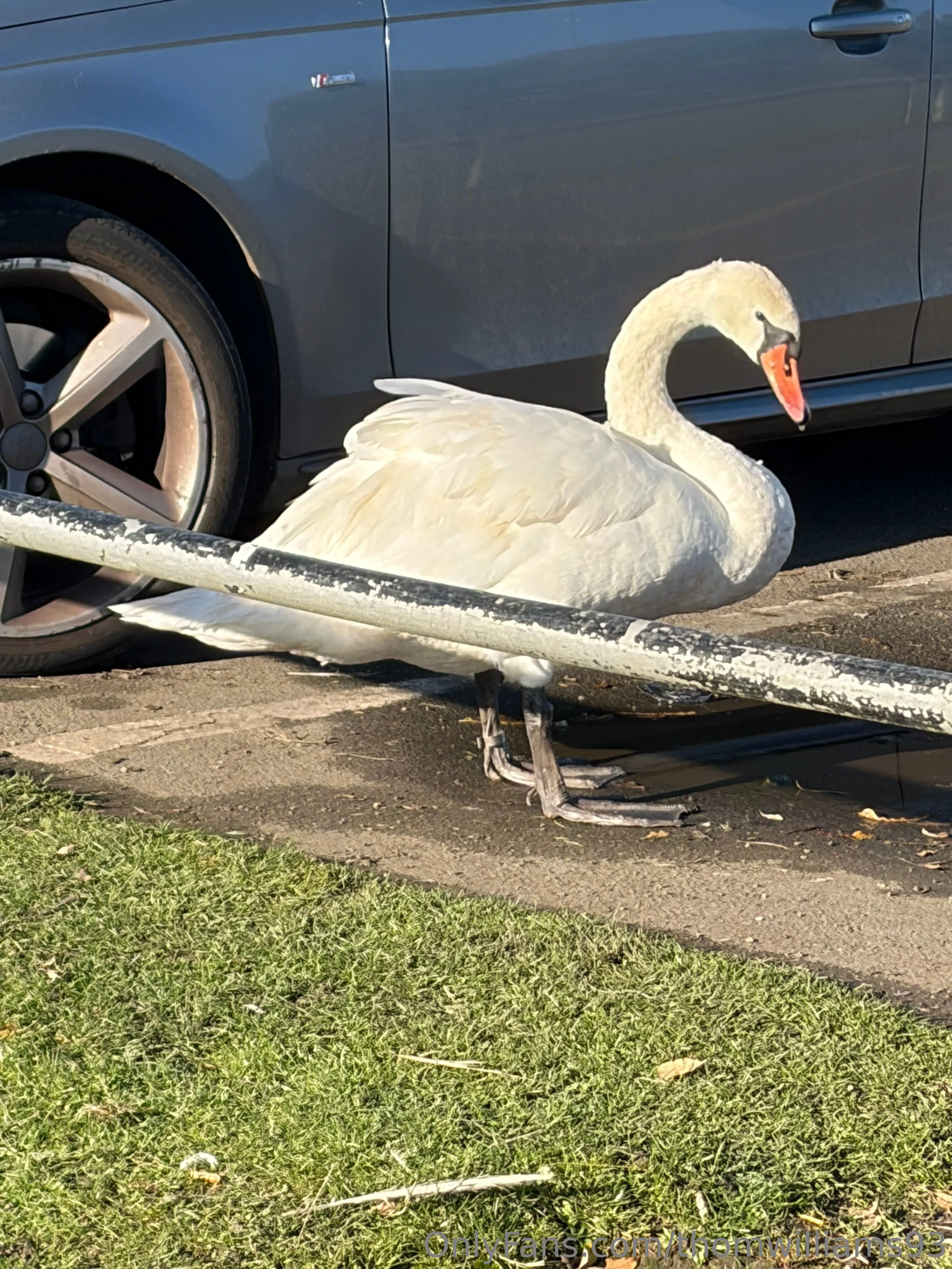 Thomas Williams @thomwilliams93 bickett nude