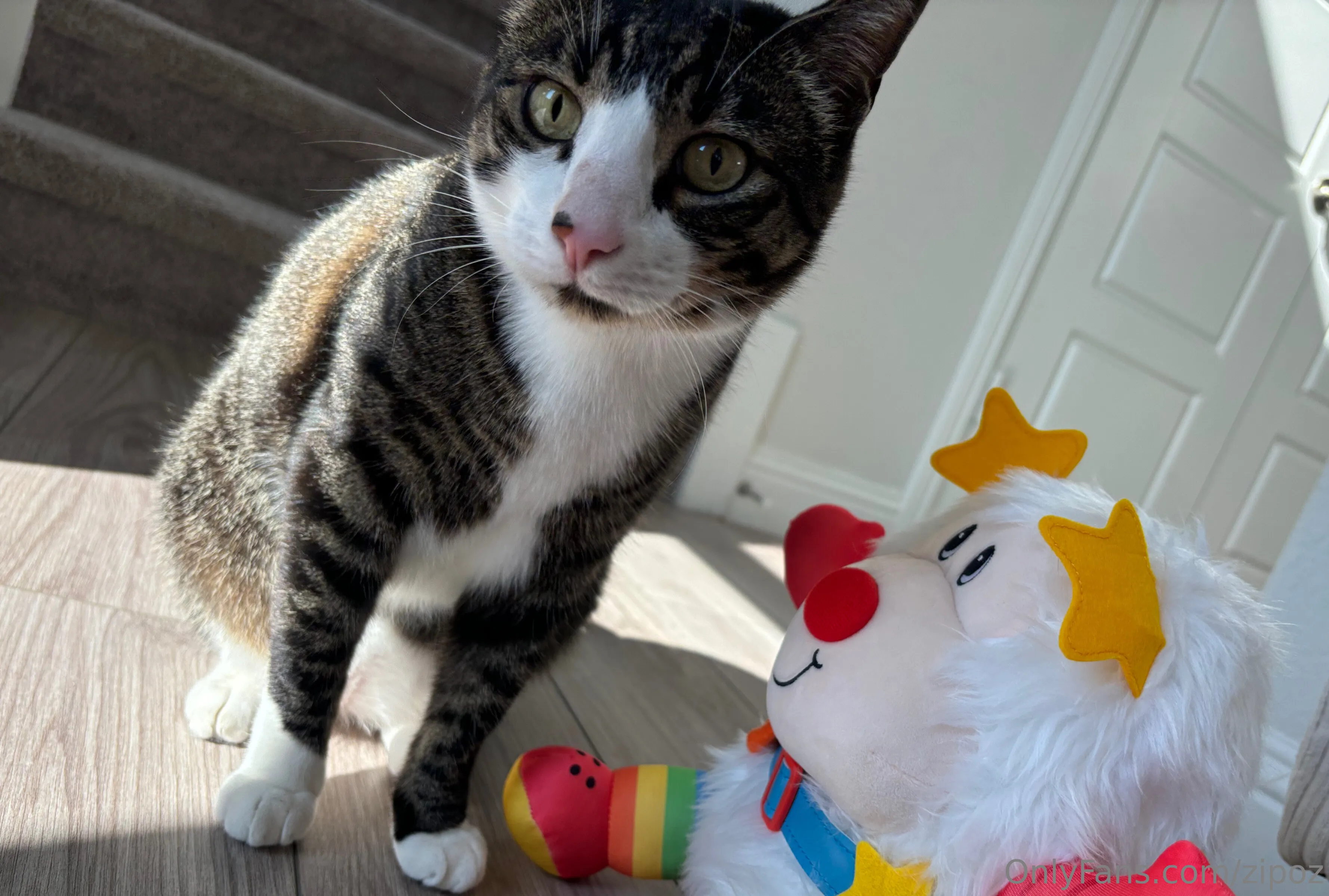 alyssa 😸 @zipoz porn gif